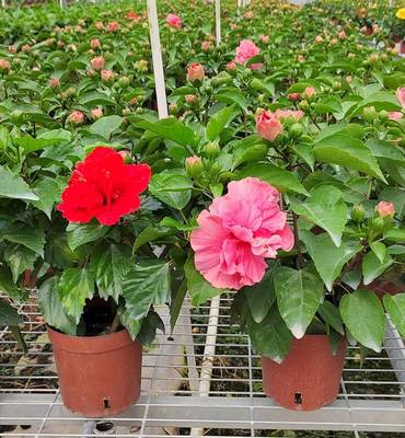 丹麦木槿 大红花 粉色红色桔色 扶桑花重瓣 桑叶牡丹 朱槿木菊