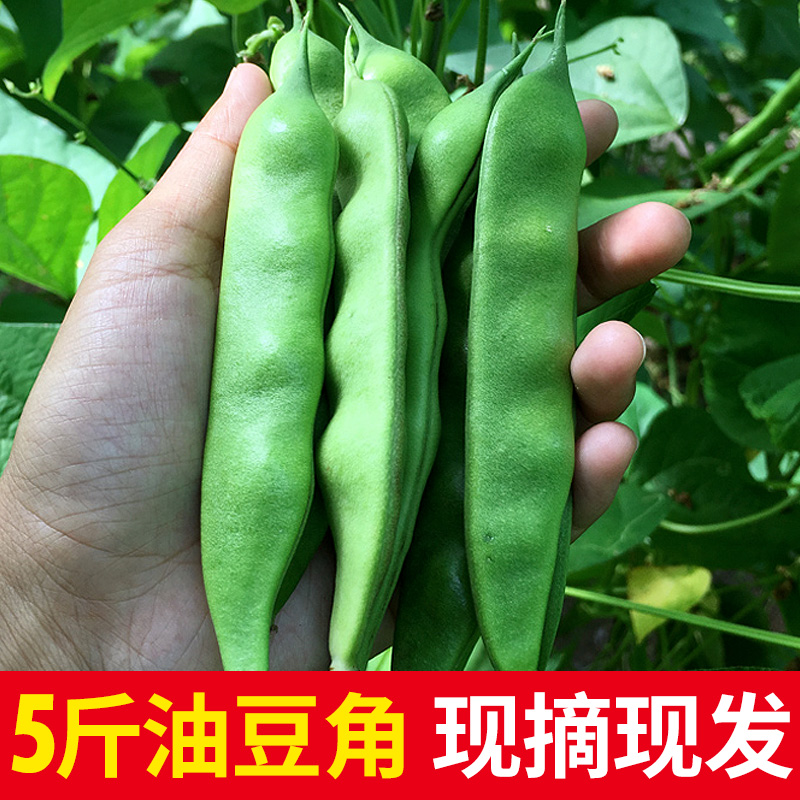 东北油豆角农家新鲜5现摘现发