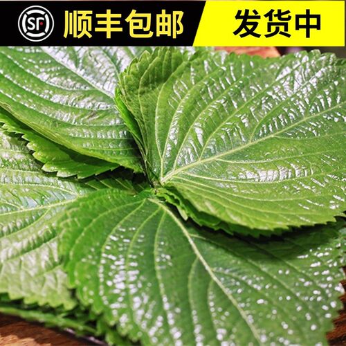新鲜苏子叶韩国绿色蔬菜