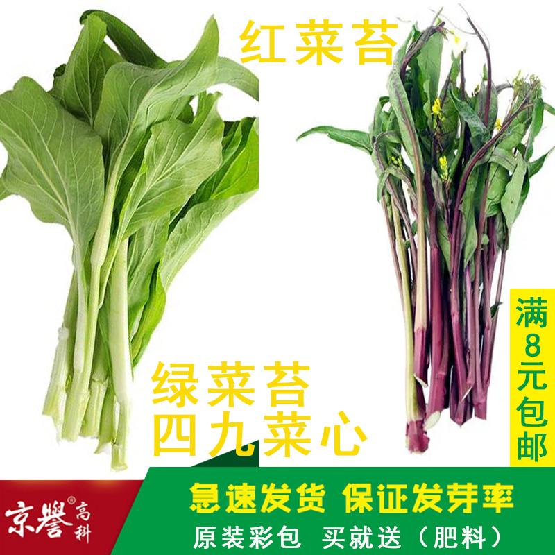 四九菜心种籽红菜苔种子生长速度快易成活口感好家庭阳台盆栽种孑
