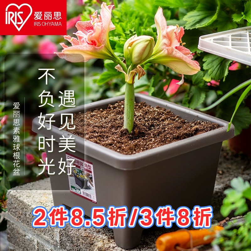 爱丽思方形花盆朱顶红专用盆花卉盆栽塑料阳台种菜方盆爱丽丝花盆 - 封面