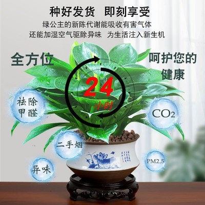 绿公主盆栽招财植物金钻办公室内好养四季常青吸甲醛花卉桌面绿植