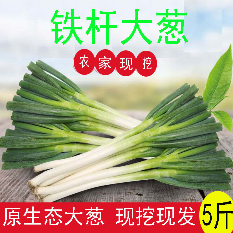 山东大葱新鲜5斤去叶甜葱铁杆大葱东北长葱新鲜蔬菜香葱青葱