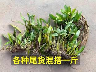 多品种石斛苗尾货混搭8斤球花天宫蜂腰鼓槌铁皮金钗玫瑰石斛兰花