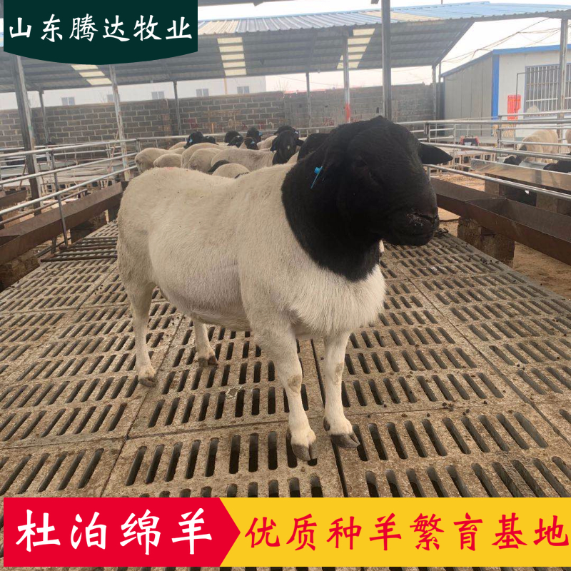 黑头杜泊绵羊活羊杜泊羊纯种黑头杜泊羊纯种黑头杜泊绵羊种公羊