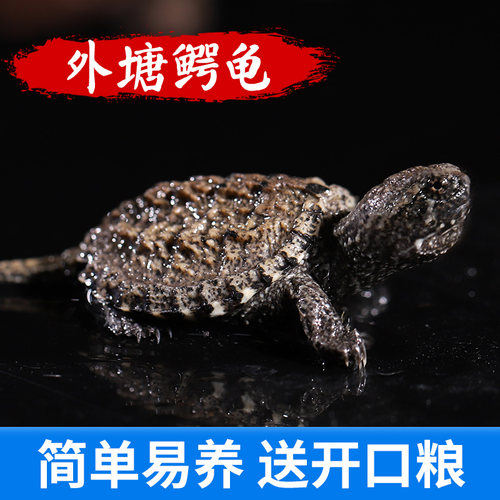 受精可孵招财宠物活体乌龟蛋
