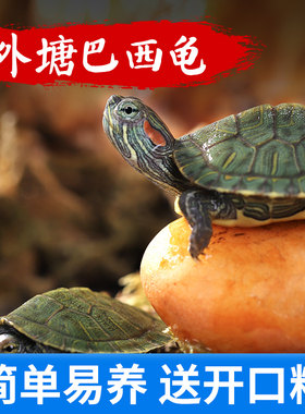 招财巴西龟好养活情侣宠物