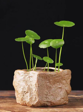 粗陶仿古石头无孔水培花盆铜钱草绿萝碗莲水养器皿客厅桌面小盆景