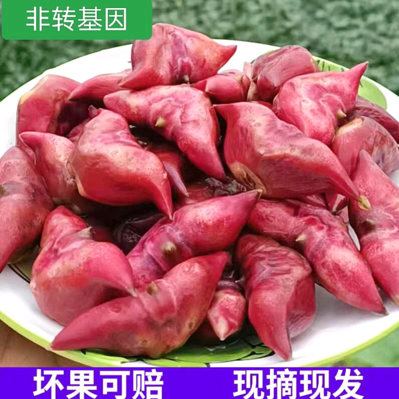 2026当季现摘菱角水生植物安徽安庆特产蔬菜老菱角红棱角孕妇可吃
