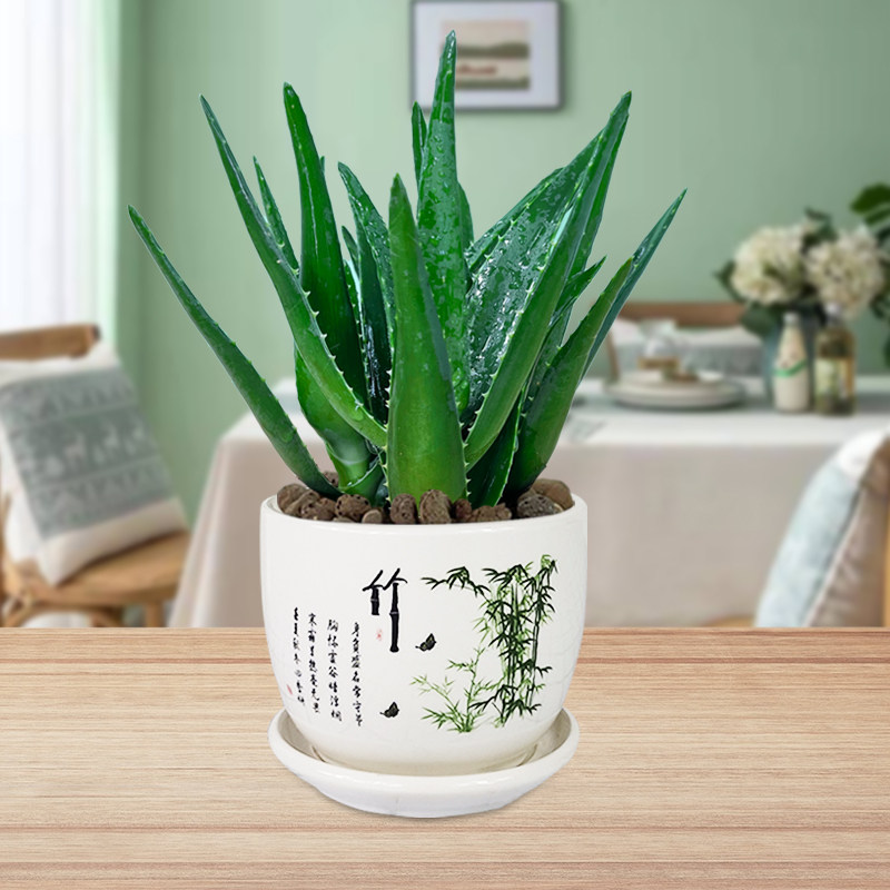芦荟盆栽室内花卉植物卧室办公桌好养绿植除甲醛稀有多肉小盆栽
