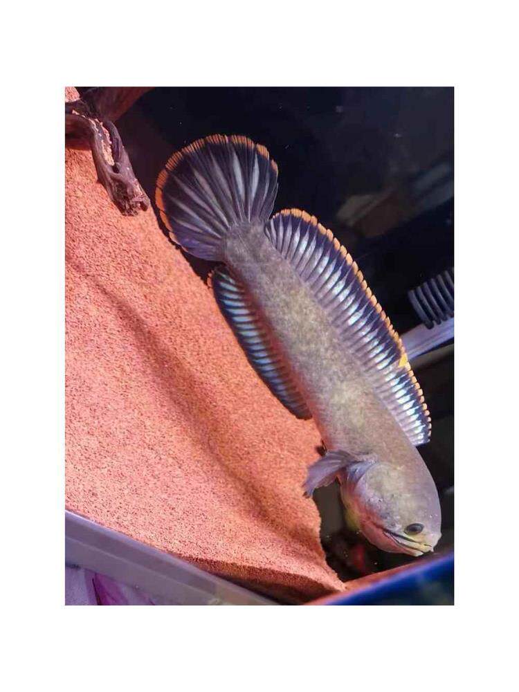 诚森七彩彩虹雷龙鱼大型幼苗凶猛观赏鱼一对冷水小型 淡水 好养