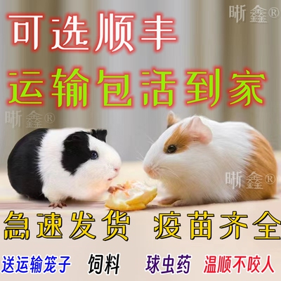 宠物荷兰猪活物荷兰鼠豚鼠荷兰兔彩豚白豚老鼠兔活物幼崽疫苗已打