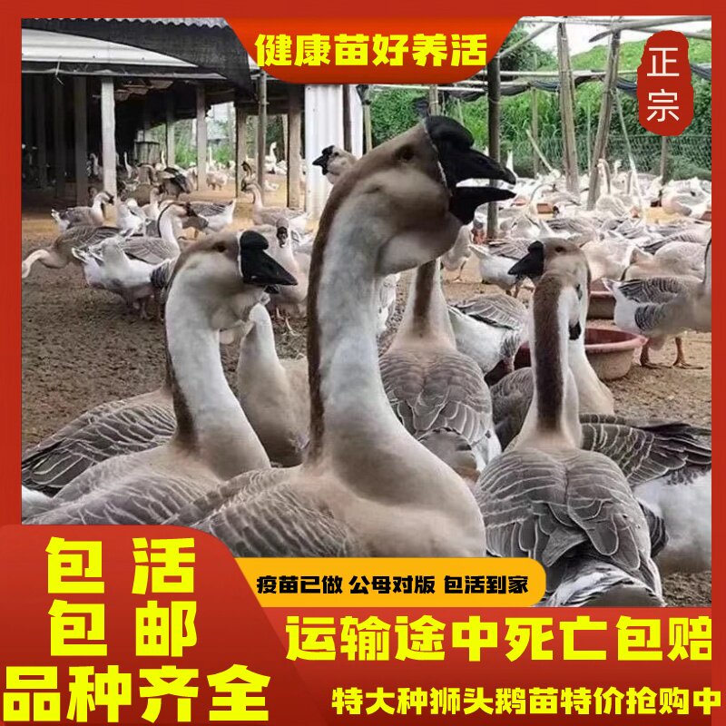 一斤左右狮头鹅苗大种灰色狮头鹅特大种脱温鹅纯种大型狮头鹅包活