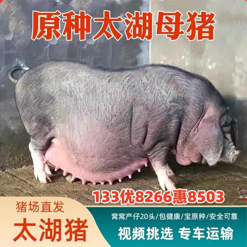 原种太湖母猪国寿黑母猪长白母猪大白母猪二元母猪杜洛克种猪活体