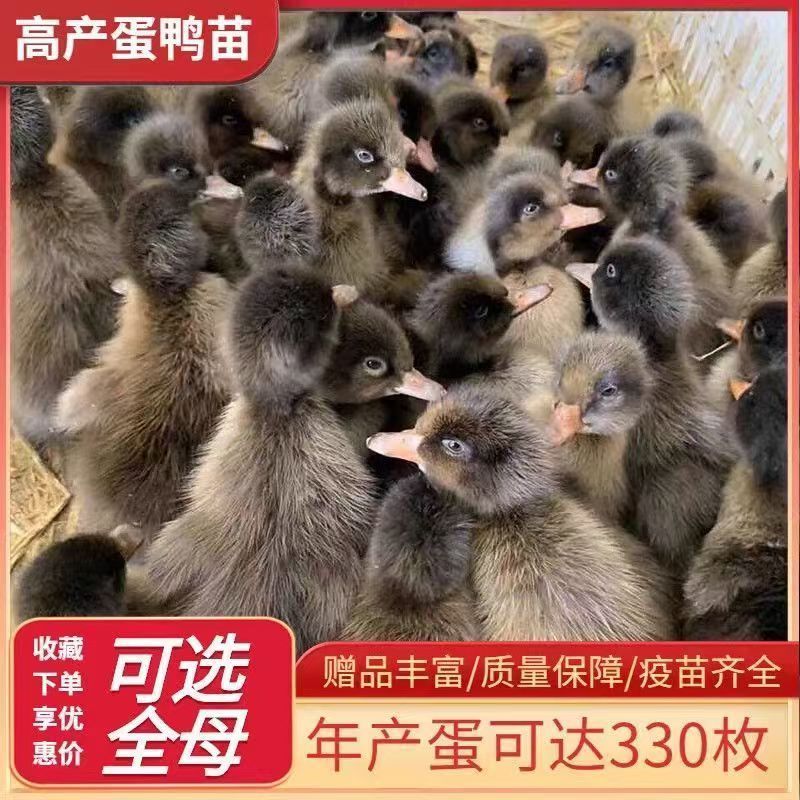 小鸭子土鸭苗水鸭子家鸭产蛋鸭肉动物种苗