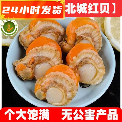 北城红贝2040个大饱满200g净重