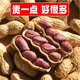 八闽风正宗福建龙岩特产四粒红湿烤紫衣花生带壳晒干蒜香水煮5斤2