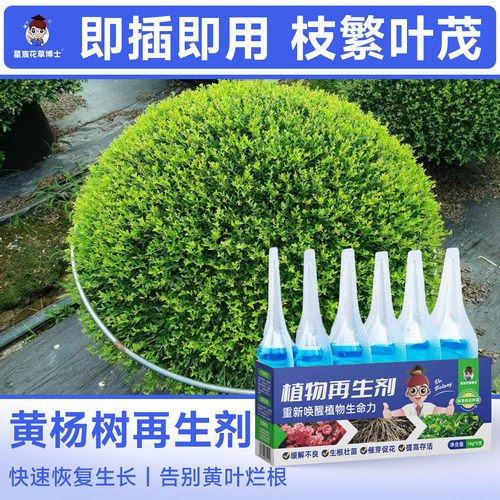 黄杨树专用肥料植物再生剂盆栽绿植通用营养液防烂根黄叶有机花肥