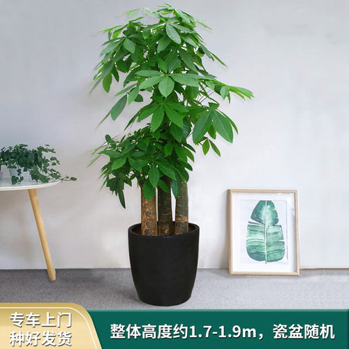 步步高发财树客厅大盆栽绿植物大型室内大棵办公室乔迁开业活动