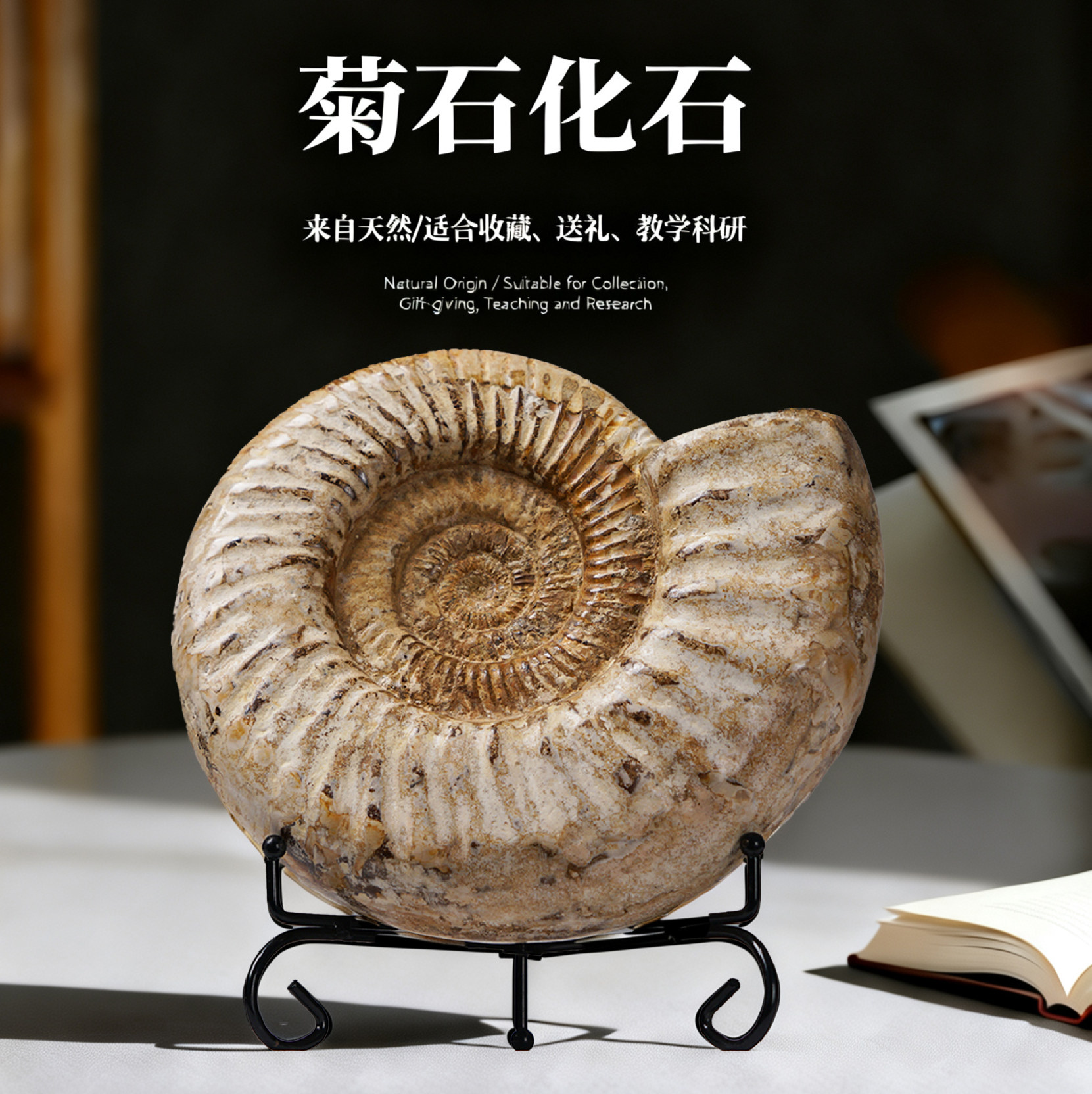 天然海星贝壳化石原石装饰桌面摆件菊石收藏酒柜装饰品摆件手把件