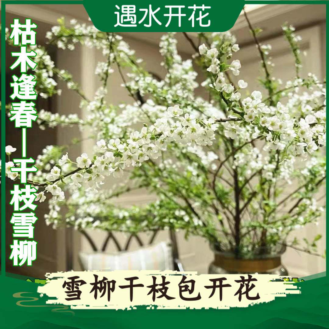 雪柳干枝水插花水培鲜花鲜切花遇水开花枯木逢春室内水养鲜花绿植怎么样,好用不?