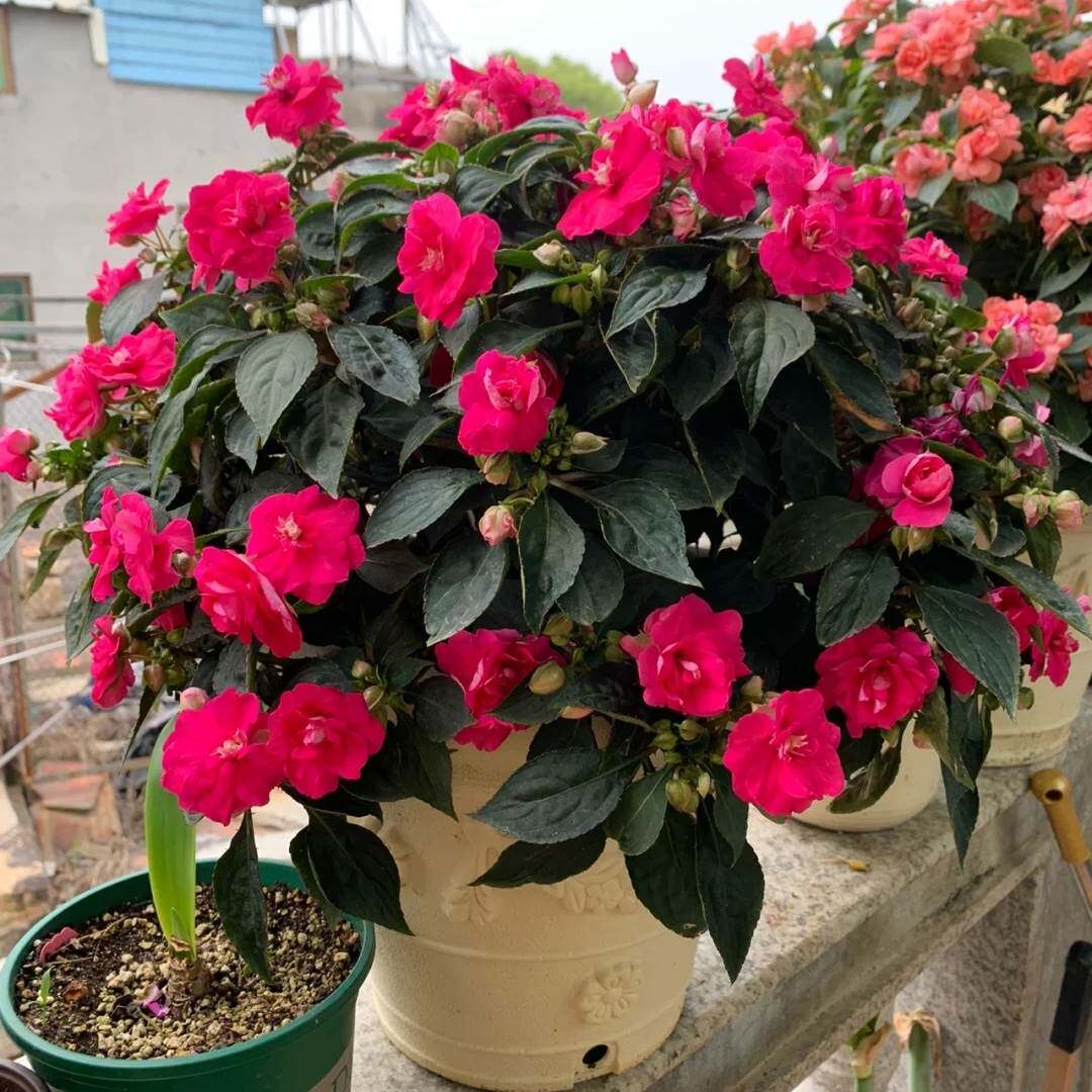 非洲重瓣凤仙花盆栽带花发货水梅花苗四季开花易爆盆阳台客厅耐热