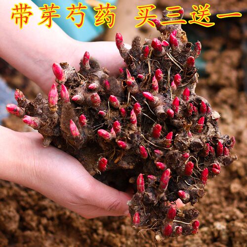 庭院根芍药素材模板 庭院根芍药图片下载 小麦优选