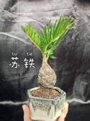 铁树小叶苏铁子母铁绿植净化空气铁树盆景办公室阳台摆件