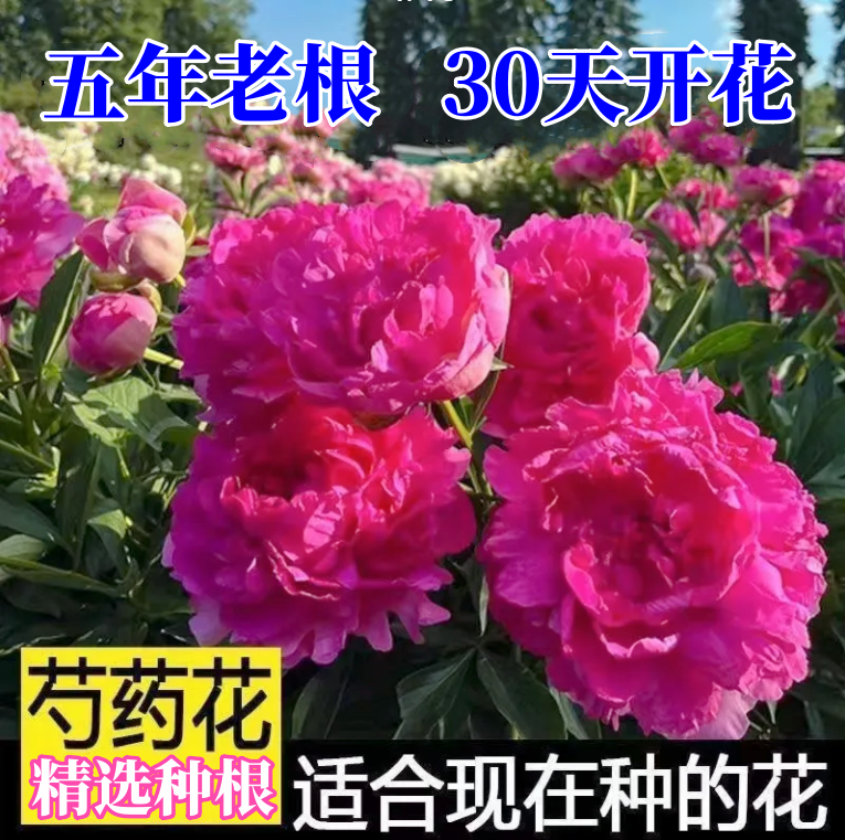 重瓣芍药花苗带芽种根四季开花