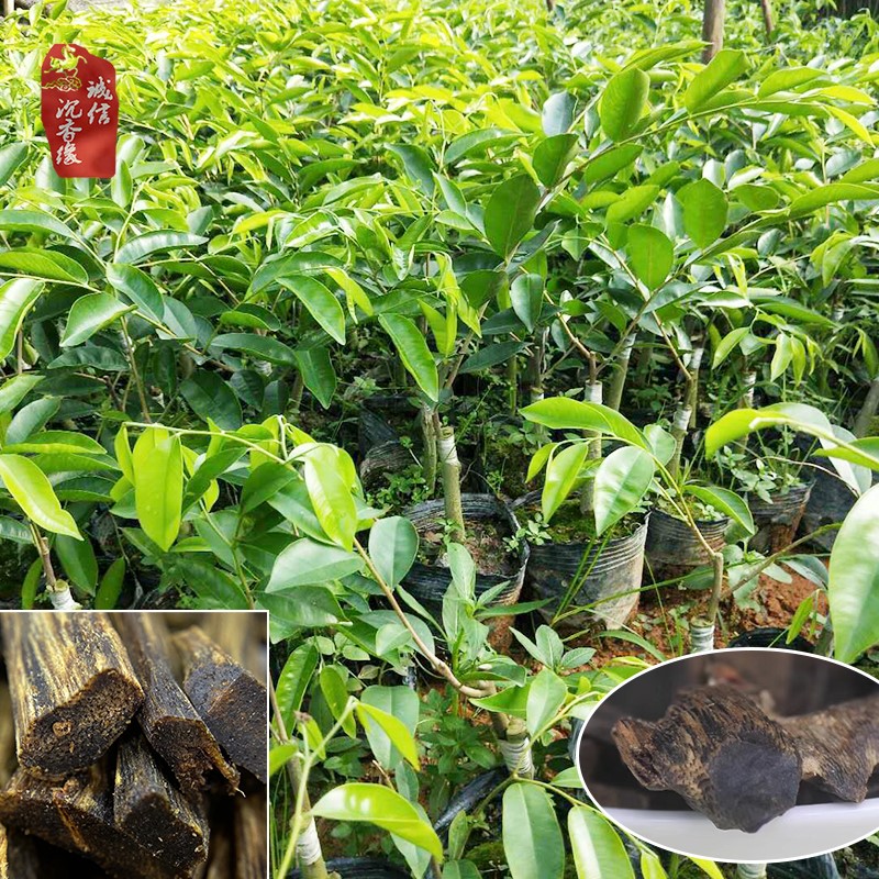 奇楠沉香树苗名贵沉香一代奇楠木苗嫁接绿奇楠白奇虎斑棋苗盆栽