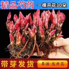 重瓣芍药种根带芽四季开花阳台鲜花盆栽花苗庭院牡丹花卉易活植物