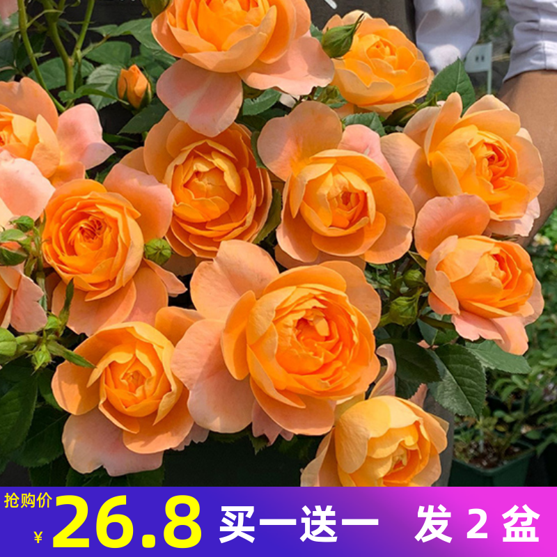 果汁阳台月季大苗玫瑰花苗盆栽橙色带花庭院浓香植物花卉四季开花|msdalam kategori penghantaran bunga/bunga simulasi/tumbuhan berkebun, Gardening Supplies, Peralatan Perkebunan lain - dari Buy2taobao.com untuk memberikan perkhidmatan ejen Taobao profesional membeli