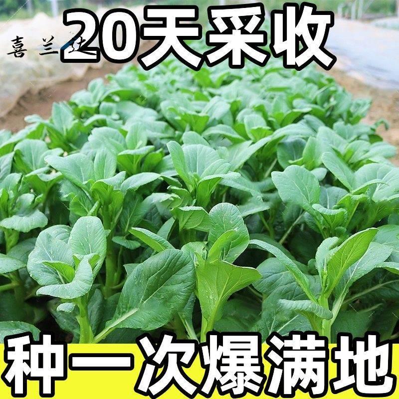 20天采收四季菜心种子四九甜菜心