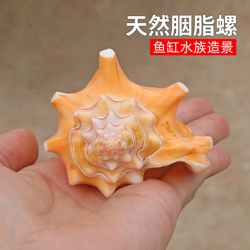 螺贝艺稀有胭脂螺送人生日礼物