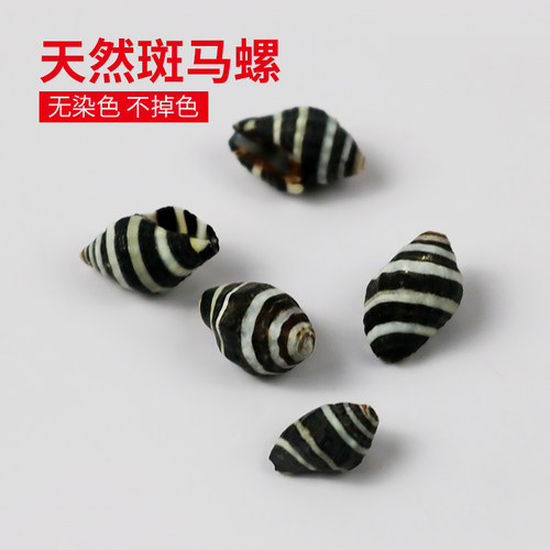 斑马纹花点家居diy漂流瓶小海螺