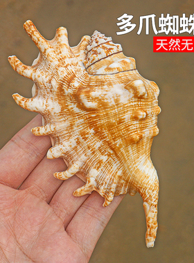 天然海螺贝壳多爪蜘蛛螺鱼缸水族箱造景装饰拍摄道具家居收藏摆件