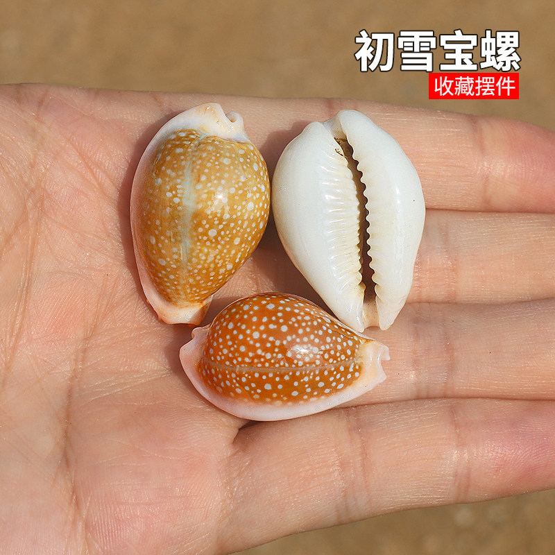 螺贝艺初雪宝螺稀有收藏标本图片