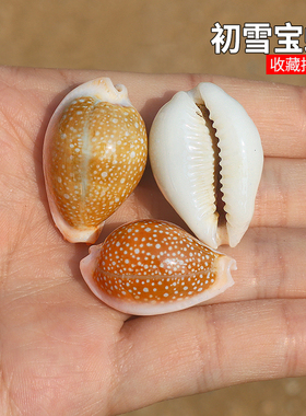 初雪宝螺天然稀有海螺贝壳稀有收藏标本螺鱼缸造景装饰家居小摆件