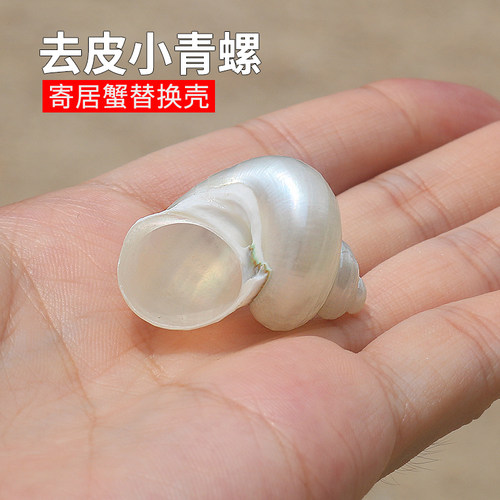 螺贝艺去皮小青螺寄居蟹替换壳