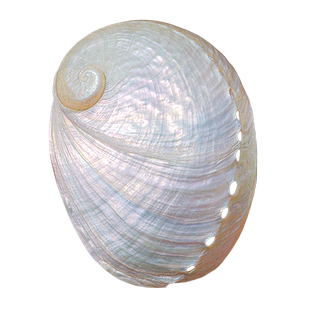 天然大海螺贝壳抛光圆鲍鱼壳白色家居首饰品收纳拍摄道具鱼缸造景