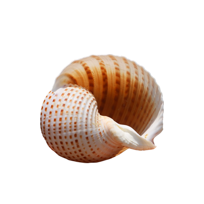 【螺贝艺】花点琴螺大海螺壳天然贝壳鱼缸卷贝鱼繁殖壳多肉天然