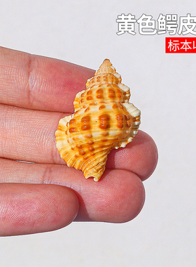 黄色鳄皮螺天然海螺贝壳鱼缸水族造景装饰寄居蟹用壳收藏标本摆件