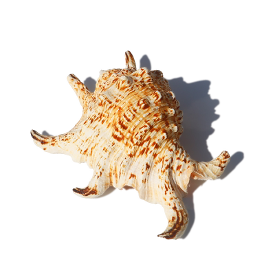 六角天然海螺贝壳家居装饰品鱼缸