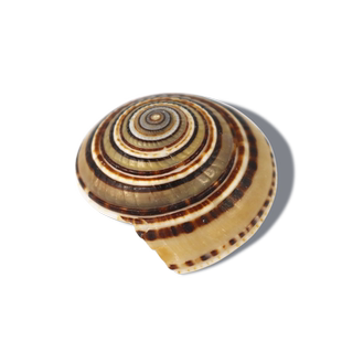 【螺贝艺】草帽螺天然贝壳海螺地中海创意微景观漂流瓶鱼缸车轮螺