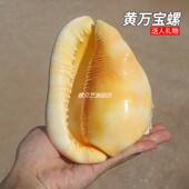 万宝螺稀有黄色贝壳海螺天然四大名螺鱼缸造景水族装 饰工艺品摆件