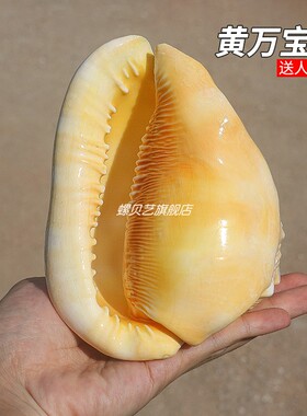 万宝螺稀有黄色贝壳海螺天然四大名螺鱼缸造景水族装饰工艺品摆件