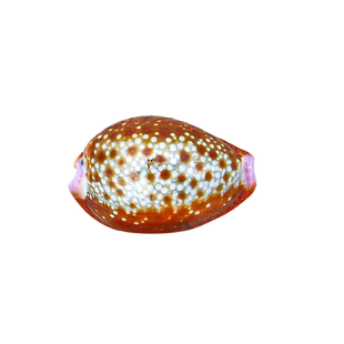 天然小海螺贝壳红花宝螺标本鱼缸水族造景家居装饰品橱窗设计摆件