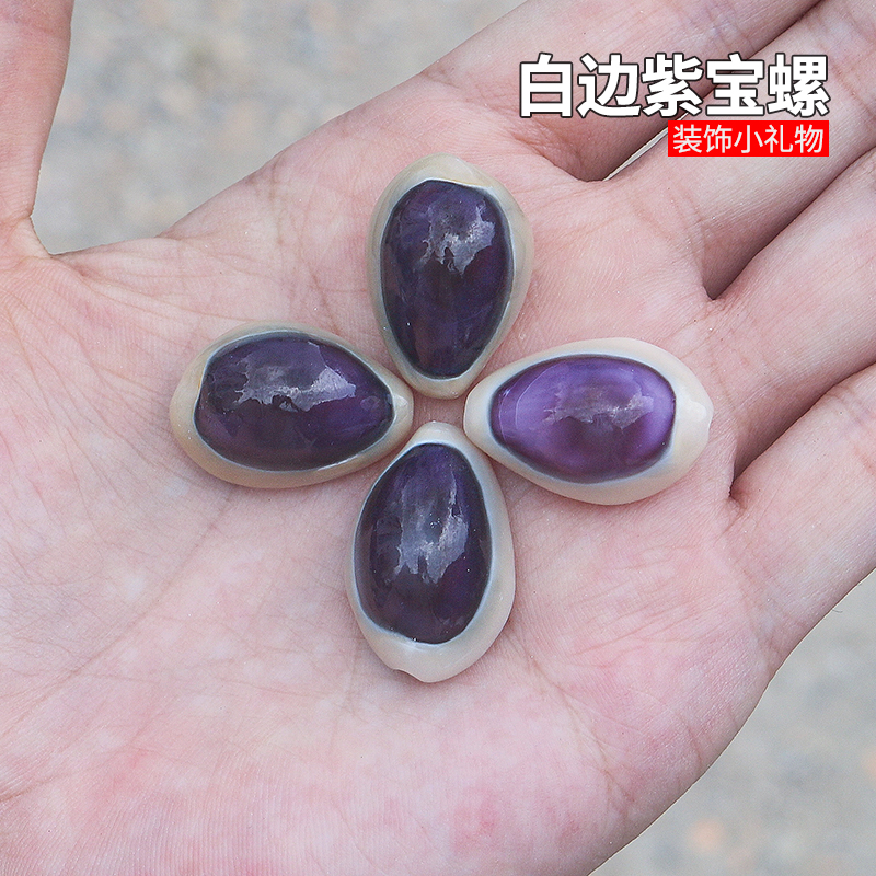 螺贝艺白边紫宝螺鱼缸造景装饰