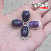 天然小海螺贝壳白边紫宝螺稀有收藏级标本螺橱窗设计装 饰创意礼物