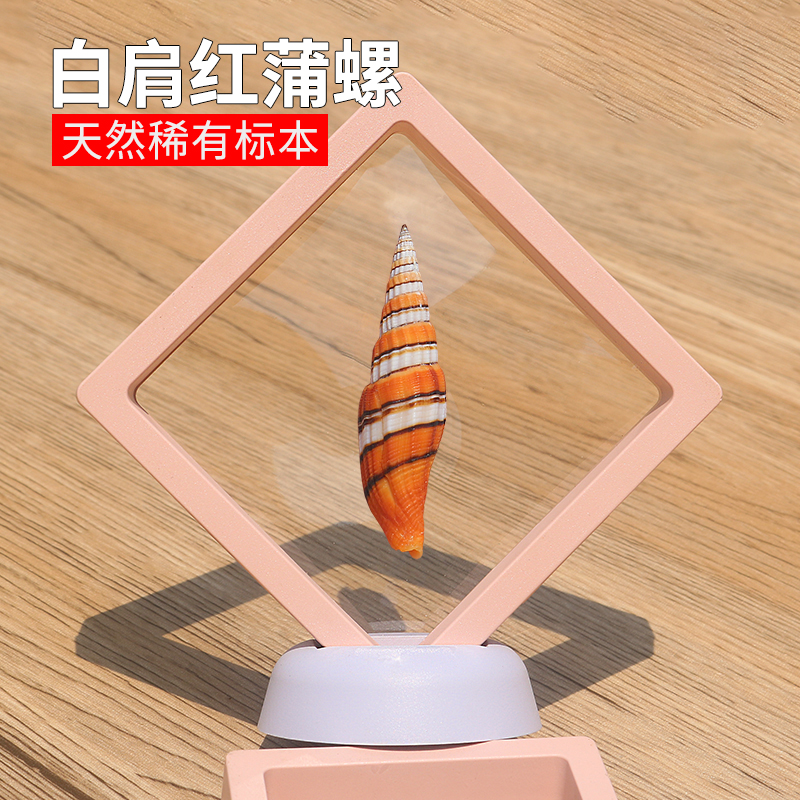 螺贝艺白肩红蒲螺稀有收藏标本